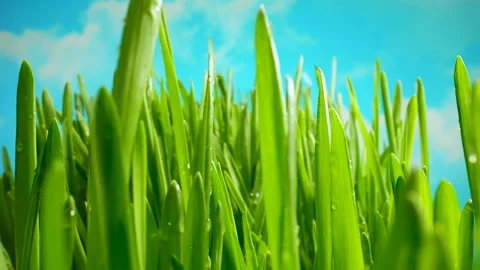 The Camera Slowly Moves Through the Leaves of Lush Green Grass Stock Footage 330571309