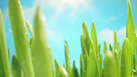 The Camera Slowly Moves Through the Leaves of Lush Green Grass Early Stock Footage 343630284