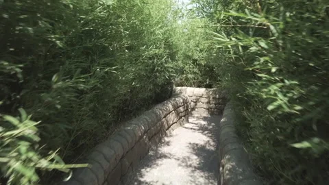 The camera slowly moves through the maze through the thickets of bamboo bushes	 Stock Footage 311929525