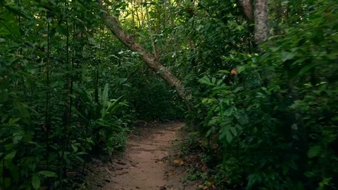Camera slowly moves through shady tropical forest full of exotic trees Stock Footage 94300719