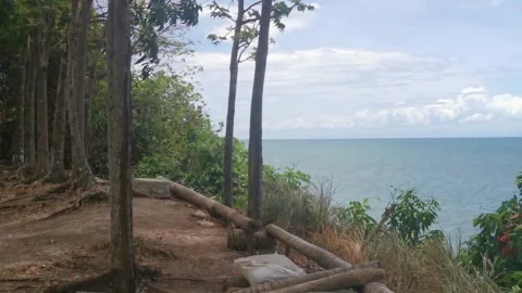 Camera slowly moves from Woods to a Cliff with a colorful tree Stock Footage 277088406