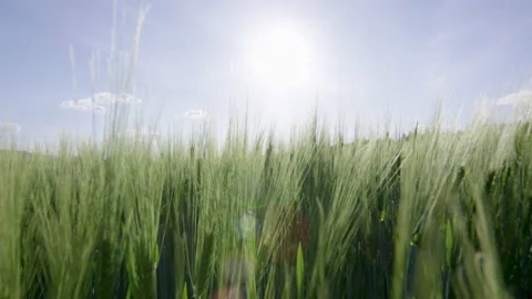 Camera slowly moving through fresh green grass Stock Footage 169814652