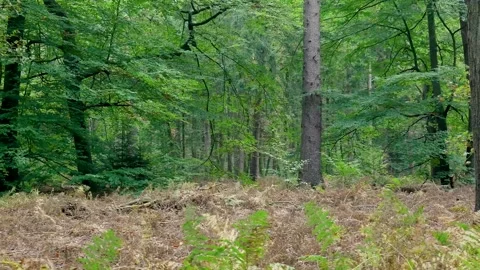 Camera slowly moving through a lush green temperate forest Stockbeeldmateriaal 320812675