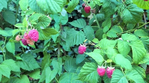 Camera slowly moving toward a raspberry bush and focusing on a ripe raspberry Stock Footage 339488570