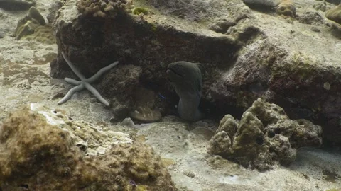 Camera slowly moving towards a giant moray eel sticking out its head from out Stock Footage 345371986