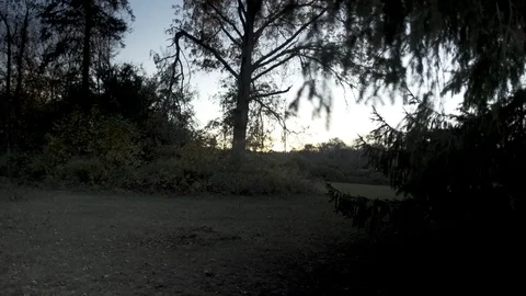 Camera slowly moving under tree at sunset Stock Footage 91459737