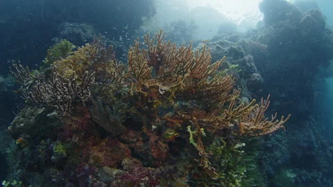 Camera slowly orbits around the corals filled with the fish. Shot on Raja Ampat Stock Footage 346624287