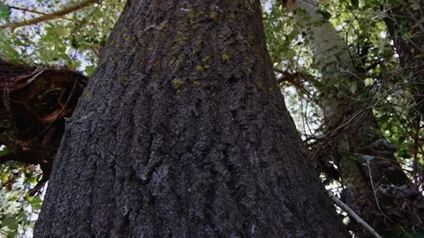 The camera slowly over the tree bark Stock Footage 135817072