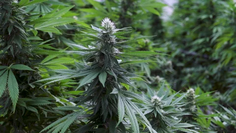 Camera slowly panning across vibrant cannabis plants growing tall inside Stock Footage 308012250