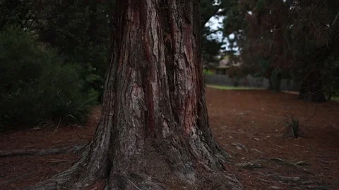 Camera slowly panning around a large redwood tree trunk Stockbeeldmateriaal 336519718