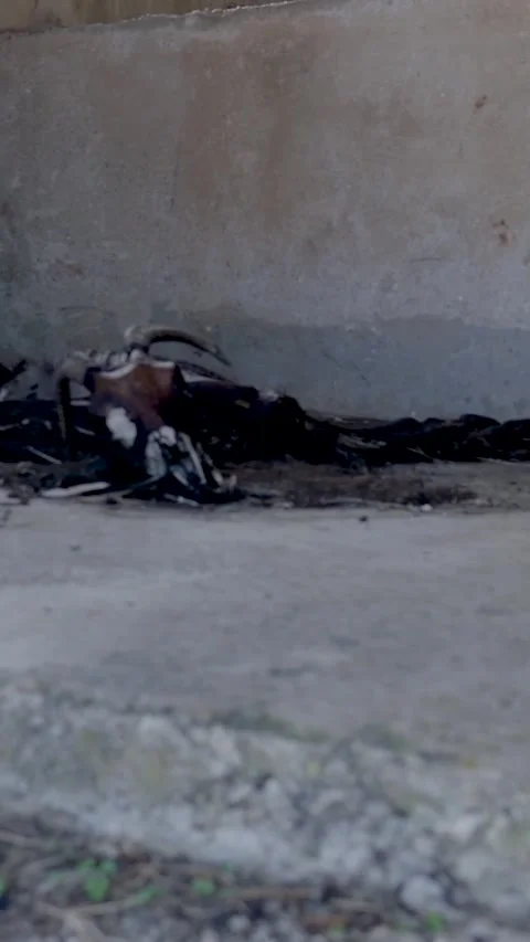 Camera slowly panning over decaying goat carcass Stock Footage 294963873