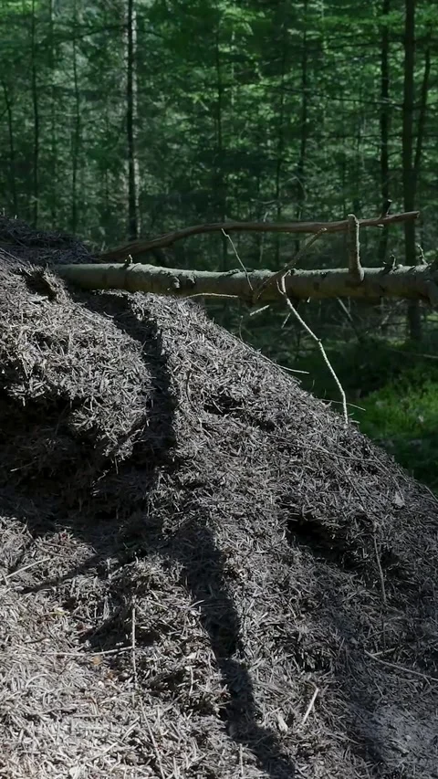 Camera Slowly Panning Over Large Anthill In Forest On Sunny Day Stock Footage 335476784