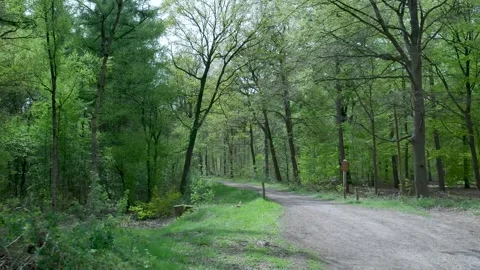 Camera slowly panning in a tranquil green forest with a path 스톡 동영상 336594569