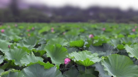 Camera slowly pans across a field of lotuses growing in a pond, shallow depth Stock Footage 54121709