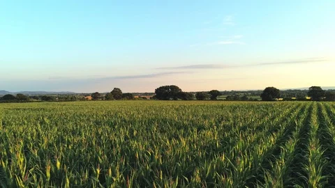 Camera slowly pans over green corn field with colourful sunset sky. 스톡 동영상 92716610