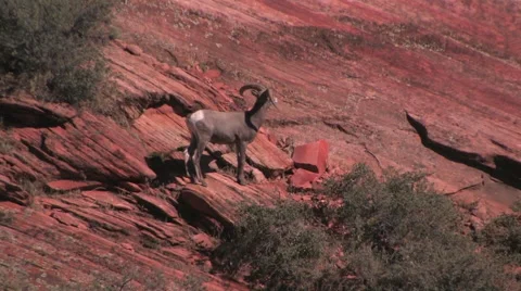 The camera slowly pulls away revealing a group pf desert bighorn sheep Stock-Footage 55737405