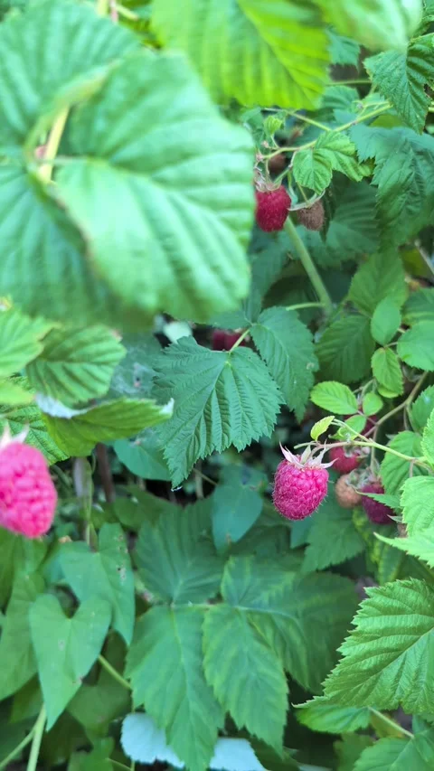Camera slowly pushing in toward a ripe raspberry on the bush Stock Footage 339488605