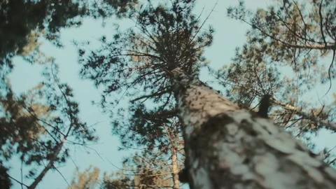 The camera slowly revolves around a tall pine tree Video stock 148395414