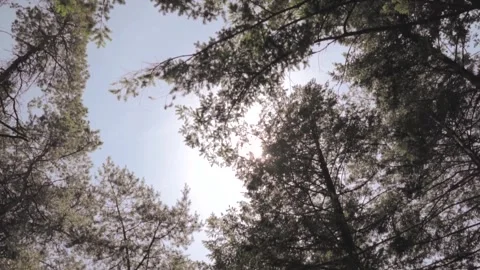 Camera slowly rotating showing sun shining through trees Stock Footage 291883069