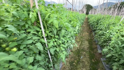Camera slowly scans side to side while moving through tomato rows, showing Stock Footage 327460595