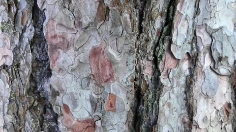 The camera slowly slides along the trunk of a pine tree. Close-up of the bark. Stock Footage 305293325