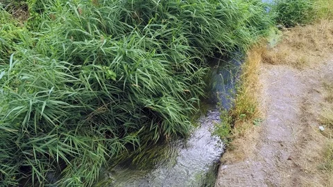 Camera slowly tilt up. Grass and reed over small stream with flowing water Stock Footage 93490684