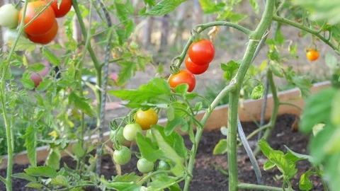 Camera slowly tilting down to show a orange glass bowl filled with ripe tomatoes Stock Footage 112764440