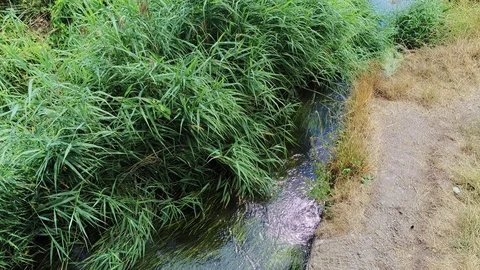 Camera slowly zoom in. Moving grass and reed over stream with wind Video stock 93489706