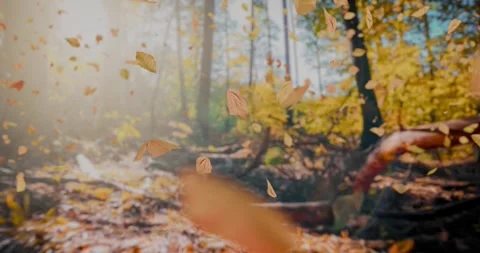 The camera smoothly glides over the forest floor as falling leaves drift in.. Stock-Footage 287477642