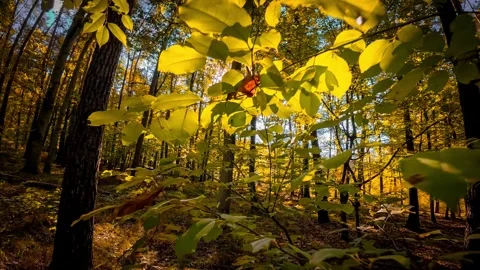 The camera smoothly moves between branches in an autumn forest, revealing t.. Stock-Footage 287458923