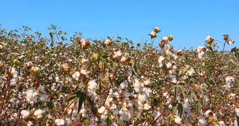 The camera smoothly moves forward into a field of ripe cotton Stock Footage 116441694