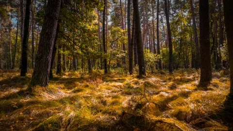 The camera smoothly moves forward in slow motion through an autumn forest. .. Stock Footage 286141718
