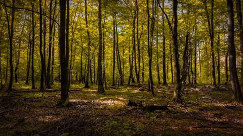 The camera smoothly moves forward in slow motion through an autumn forest. .. Stock Footage 286144900