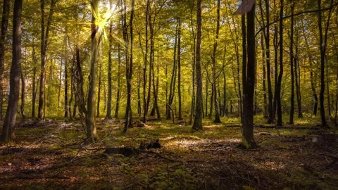 The camera smoothly moves forward in slow motion through an autumn forest. .. Stock Footage 286353173