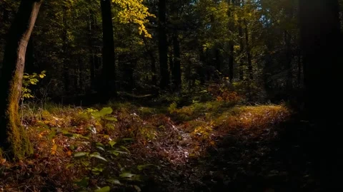 The camera smoothly moves forward in slow motion through an autumn forest. .. Stock Footage 287701746