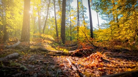 The camera smoothly moves over an autumn forest floor, showcasing the play .. Stock Footage 287450040
