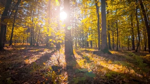 The camera smoothly moves over an autumn forest floor, showcasing the play .. Stock Footage 287458817
