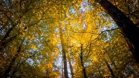 The camera smoothly moves, revealing the treetops in an autumn forest. Gold.. Stock Footage 287450830