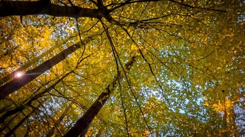 The camera smoothly moves, revealing the treetops in an autumn forest. Gold.. Stock Footage 287451010