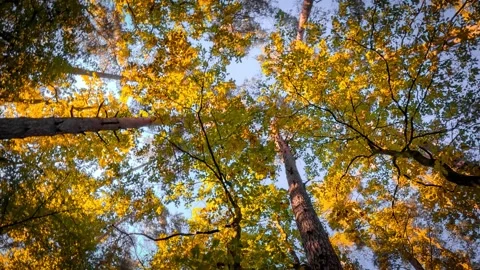 The camera smoothly moves, revealing the treetops in an autumn forest. Gold.. Stock Footage 287458664