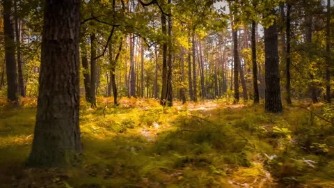 The camera smoothly moves sideways in slow motion through an autumn forest... Stock Footage 286144227