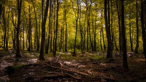The camera smoothly moves sideways in slow motion through an autumn forest... Stock Footage 286144247