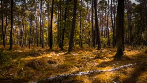 The camera smoothly moves sideways in slow motion through an autumn forest... Stock Footage 286144251