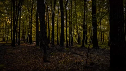 The camera smoothly moves sideways in slow motion through an autumn forest... Stock Footage 286146680