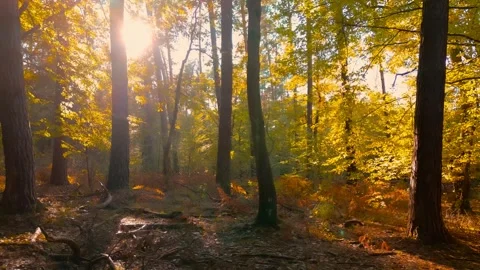 The camera smoothly moves sideways in slow motion through an autumn forest... Stock Footage 287331810
