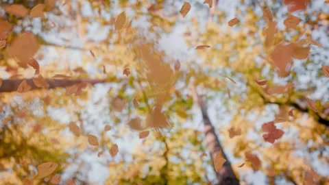 The camera smoothly moves towards the treetops as autumn leaves gently fall.. Stock Footage 287550546