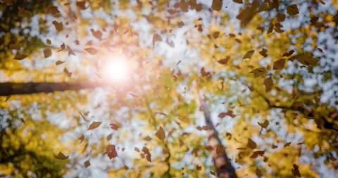 The camera smoothly moves towards the treetops as autumn leaves gently fall.. Stock Footage 287827973