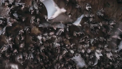 Camera smoothly moving near cave wall of flying foxes scattering away in fear Stock Footage 236277511