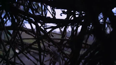 Camera sneaks through the dry vine thorns Stock Footage 130565357