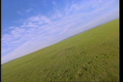 Camera Soaring above Deer Running across Wide Green Prairie Stock Footage 121529711